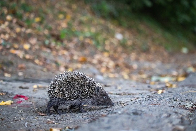 大赛事中展 大赛事中展