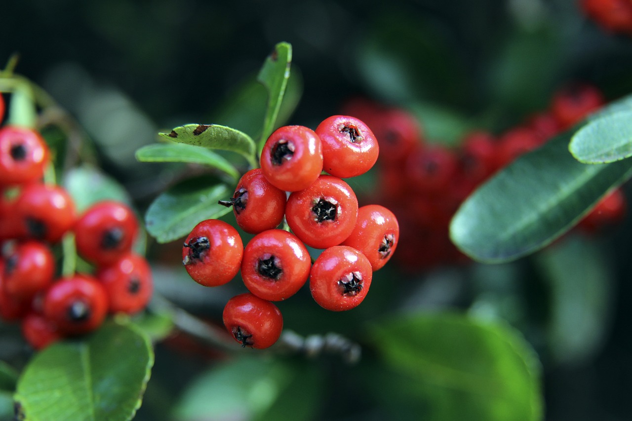 我校羽毛球 我校羽毛球